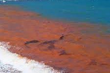 As Red Tide Continues To Ravage Our State, Heres What We Can Do To Help